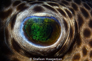 Eye of the pufferfish in Secret bay by Stefaan Haegeman 